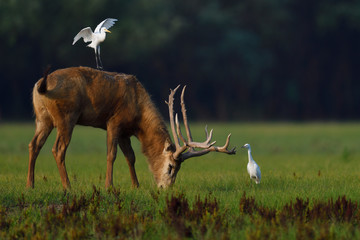 Père Davids deer or Milu with cattle egret