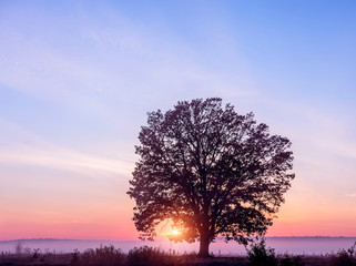 Fototapeta na wymiar Lonely tree in a foggy morning field at sunrise. 
