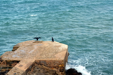 Two black birds relaxing on rock in the sea