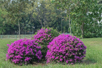 Obraz premium Blooming Magenta bougainvillea flower in a garden.