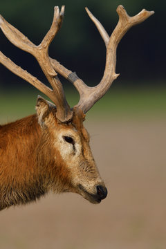 P&egrave;re Davids deer or Milu head