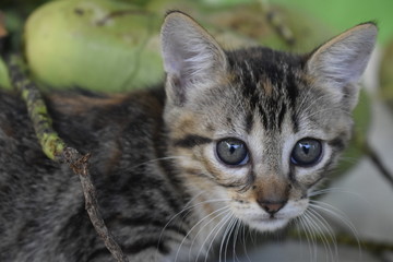	 Filhote de gato com coco