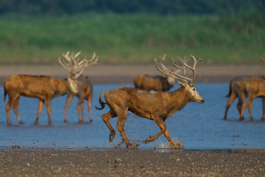 Milu deer stag running