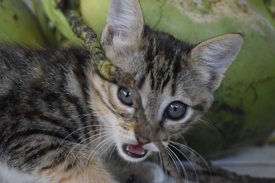 	 Filhote de gato com coco