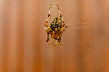 Close up of a spider in the middle of his web.