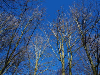Looking up at trees with bare branches catching winter sunlight with a dark blue sky