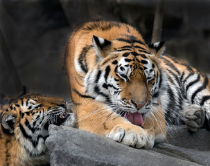 Young siberian tigers . Latin name - Panthera tigris altaica