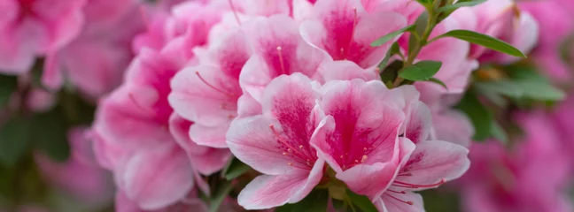 Abwaschbare Fototapete Azalee Unschärfe Blumenhintergrund üppige frische Azaleenblumen