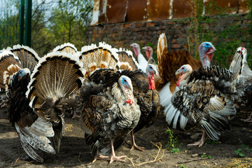 A flock of turkeys. Poultry. Agriculture. A flock of poultry.