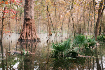 Florida swamps. Flooded forest: bald cypress, palmetta and other trees and bushes