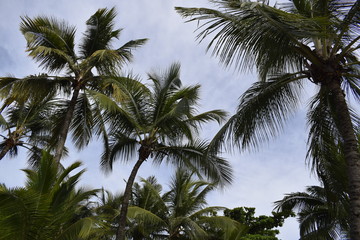 Fototapeta na wymiar Copa de palmeira
