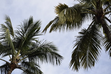 Fototapeta na wymiar Copa de palmeira 