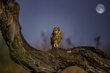 Little Owl and the MooN