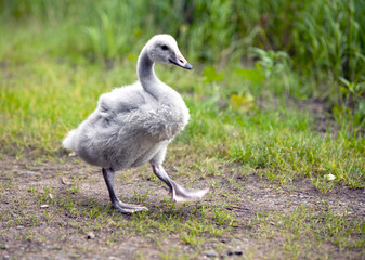 baby bird of a swan