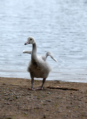 The young swan on the bank of the lake