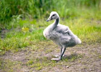 baby bird of a swan