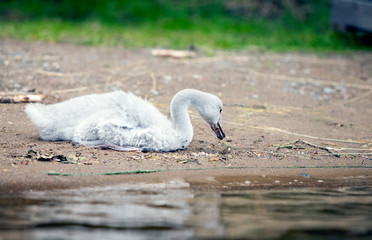 The young swan on the bank of the lake © Konstantin Kulikov