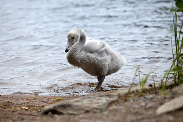 The young swan on the bank of the lake © Konstantin Kulikov