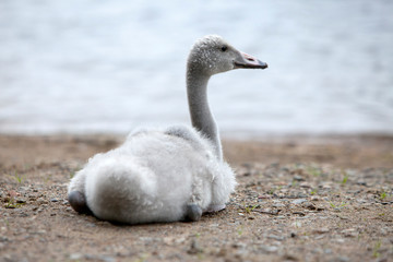 The young swan on the bank of the lake © Konstantin Kulikov
