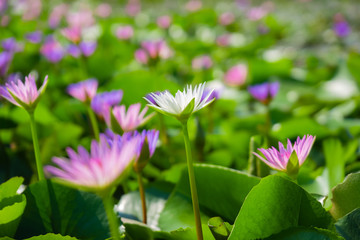 Light pink and white of water lily or lotus with yellow pollen on surface of water in pond. Side view and peace concept.
