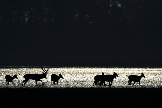 P&egrave;re david's deer herd beside river