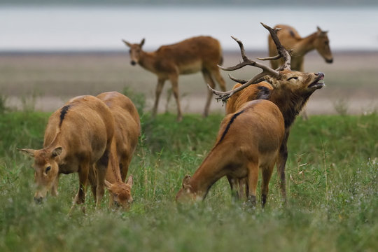 P&egrave;re Davids deer or Milu