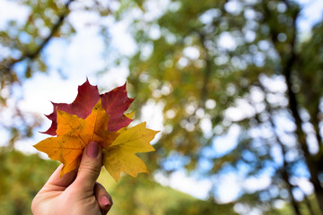 three autumn maple leaves yellow, orange and red in the hand of the girl on the background of the autumn forest. autumn composition