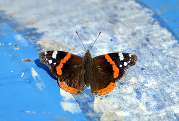 Fototapeta na wymiar Vanessa atalanta. Red Admiral Butterfly is sitting on abstract blue and white background on summer day top view closeup