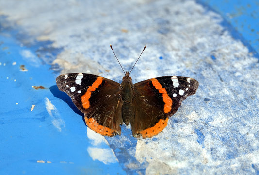 Vanessa Atalanta. Red Admiral Butterfly Is Sitting On Abstract Blue And White Background On Summer Day Top View Closeup