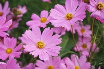 Obraz premium Beautiful pink cosmos flower blooming in backyard garden
