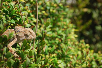 rana, naturaleza, anfíbio, verde, animal, sapa, fauna, césped, café, inhospitalario, hojas, hyla, reptilia, fábrica, close-up, ocular, macro, árbol, huerta, animal, bosque,camaleon