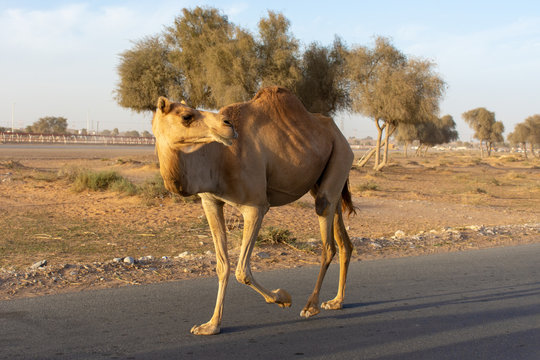 Camel Crossing: Beware of loose camels near the camel race track as they trot by near cars and down the side of the road.