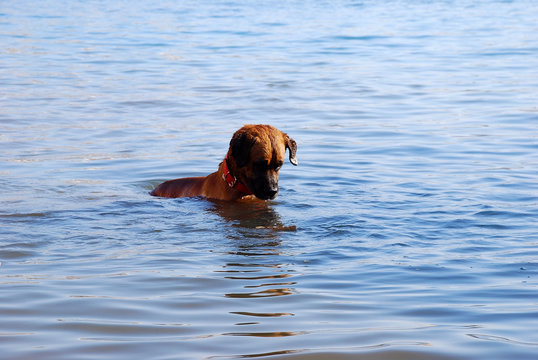 perro, acu&aacute;tico, animal, nataci&oacute;n, mascota, mar, canino, perro cobrador, mojado, verano, labrador, nadar, golden retriever, dorada, juego, jugada, perro, diversi&oacute;n, cuca, lago, r&iacute;o, naturaleza, playa,