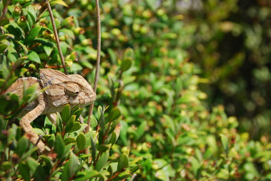 rana, naturaleza, anf&iacute;bio, verde, animal, sapa, fauna, c&eacute;sped, caf&eacute;, inhospitalario, hojas, hyla, reptilia, f&aacute;brica, close-up, ocular, macro, &aacute;rbol, huerta, animal, bosque,camaleon