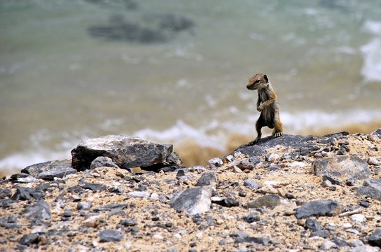 animal, fauna, mam&iacute;fero, naturaleza, inhospitalario, ardilla, roedor, suricata suricatta, cuca, roca, miniatura, pelaje, mangosta, caf&eacute;, perro, llanura, tamias, mar, animal