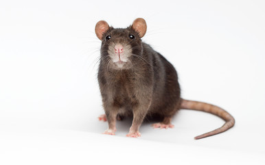 funny rat on a white background