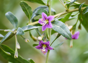 Flowers in the garden