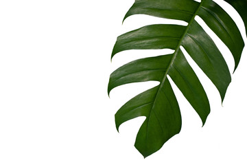 A green leaf of tropical plant on white background