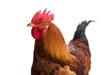 red cock on a white background