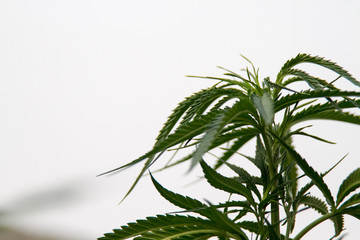 Cannabis Plant Marijuana Weed Leaf Sativa In garden