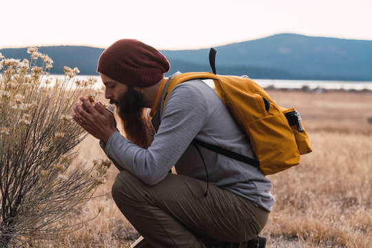 USA, North California, bearded man examining a plant near Lassen Volcanic National Park
