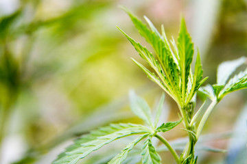 Cannabis Plant Marijuana Weed Leaf Sativa In garden