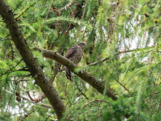 Juvenile Sparrowhawk (Accipiter nisus) on a Branch