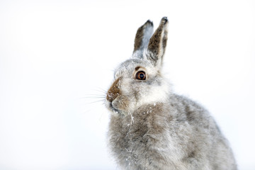 UK, Scotland, portrait of Mountain Hare in snow