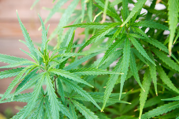 Cannabis Plant Marijuana Weed Leaf Sativa In garden