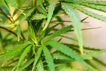 Cannabis Plant Marijuana Weed Leaf Sativa In garden