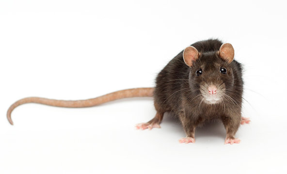 funny rat on a white background