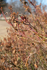 Withering Rosebushes in Winter