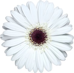 White Gerbera Daisy