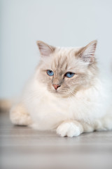 Portrait of beautiful sacred cat of burma